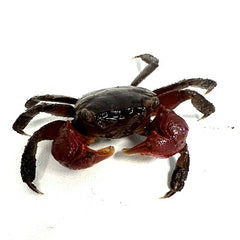 Sesarma johorensis     Krab rood M @