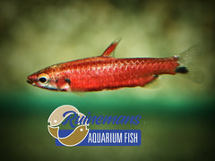 Dwergpotloodvisje Super Rood Amaya (NANNOSTOMUS AMAYA M)