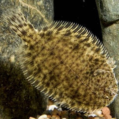 Leptachirus Klunzingeri 6-7 cm