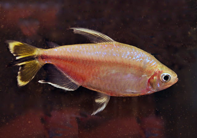 Gele Kongozalm (ALESTOPETERSIUS CAUDALIS M)