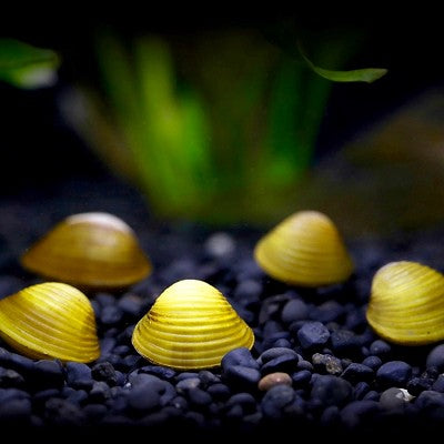 Corbicula javanicus   Mini gele mossel@