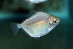 Schijfzalm Argenteus (METYNNIS ARGENTEUS S)