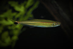Iguanodectes Adujai (IGUANODECTES ADUJAI M)