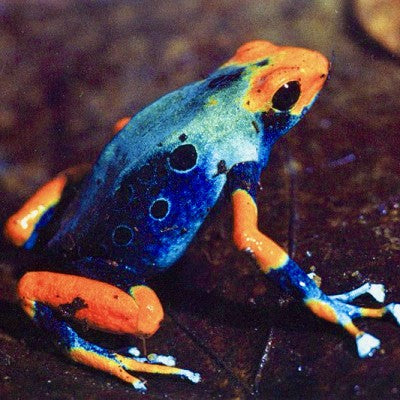 Dendrobates tinctorius