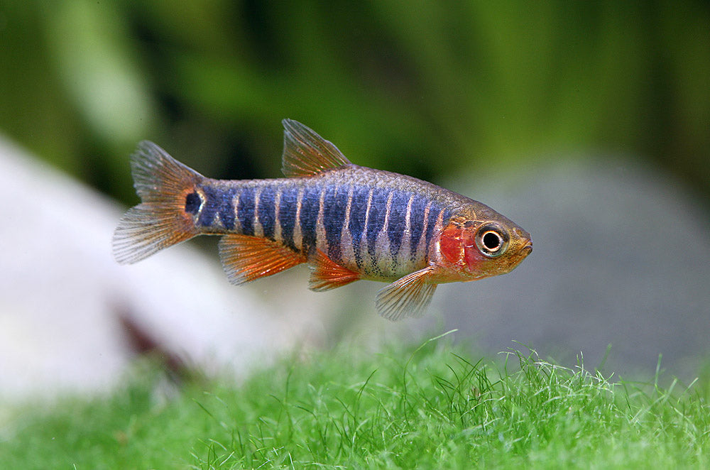 Zebra Rasbora (DANIO ERYTHROMICRON M)