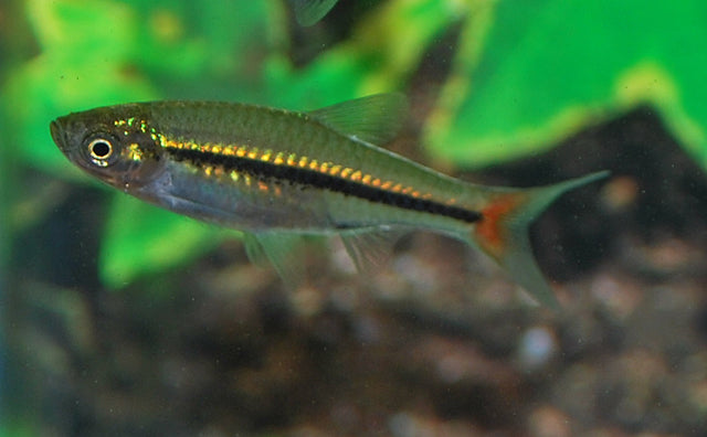 Roodstaart Rasbora (RASBORA BORAPETENSIS M)