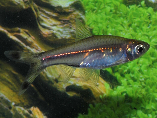 Knipstaartrasbora (RASBORA TRILINEATA M)