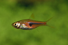 Kegelvlekbarbeel Hengeli (TRIGONOSTIGMA HENGELI M)