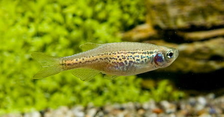 Luipaarddanio (DANIO RERIO FRANKEI M)