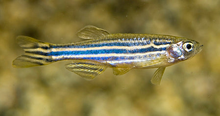 Zebradanio (DANIO RERIO M)