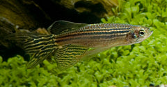 Zebradanio Sluier (DANIO RERIO LONG FIN M)