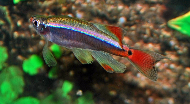 Chinese Danio Sluier (TANICHTHYS ALBONUBES LONG FIN M/L)