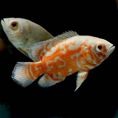 Astronotus ocellatus Pauwoog albino 6-8