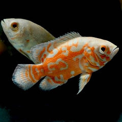 Astronotus ocellatus Pauwoog albino 6-8