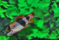 Meloenbarbeel (HALUDARIA FASCIATA M)