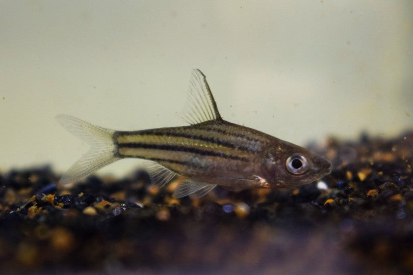 Streepbarbeel (STRIUNTIUS LINEATUS M)
