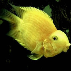 Cichlasoma specie   Yellow papegaai 6-8