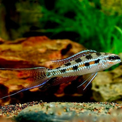 Dicrossus filamentosus M