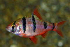 Vijfstreepbarbeel (DESMOPUNTIUS PENTAZONA M)