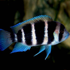 Cyphotilapia frontosa 6-7 cm