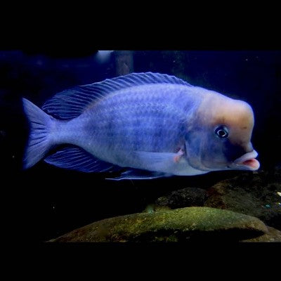 Cyrtocara moorii   Dolfijncichlide 8 cm