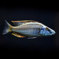 Dimidiochromis compressiceps 8-10 cm