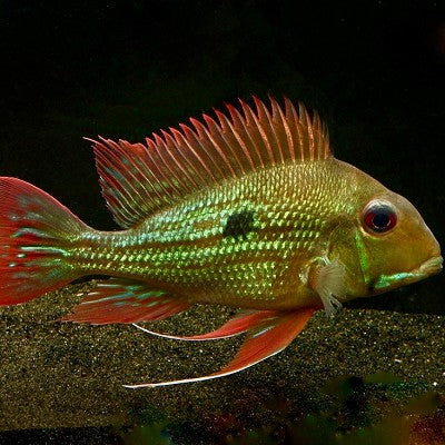 Geophagus winemilleri 5-6 cm
