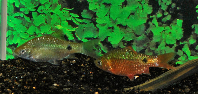 Prachtbarbeel (PETHIA CONCHONIUS L)