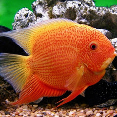 Heros severus red spotted 5-6 cm