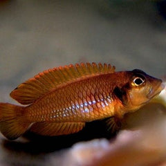 Lamprologus ocelatus orange 2-3 cm