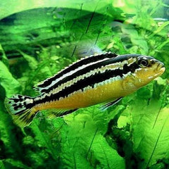 Melanochromis auratus 6-8 cm