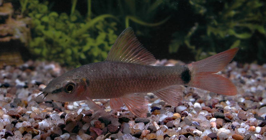 Regenbooglabeo (EPALZEORHYNCHOS FRENATUM M)