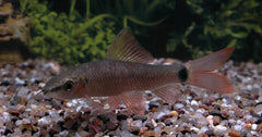 Regenbooglabeo (EPALZEORHYNCHOS FRENATUM M)