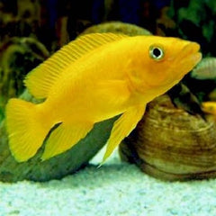 Neolamprologus leleupi 3-4 cm