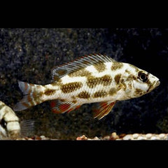 Nimbochromis livingstoni 5-6 cm @