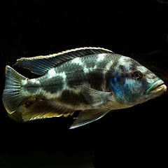 Nimbochromis livingstoni 8-10 cm