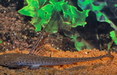 Planiloricaria Cryptodon L Zweepstaart Cryptodon  XL