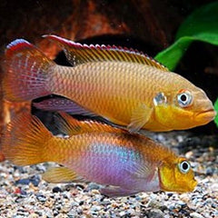 Pelvicachromis taeniatus DEHANE 4-5 cm.