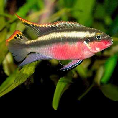 Pelvicachromis pulcher super red 3-4 cm