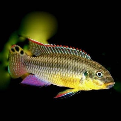 Pelvicachromis taeniatus kienke 4-5 cm