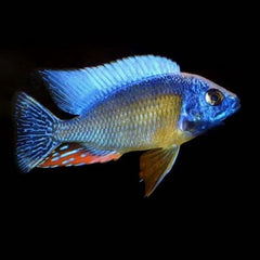 Protomelas sp. 'Taiwan reef ' 8-10 cm