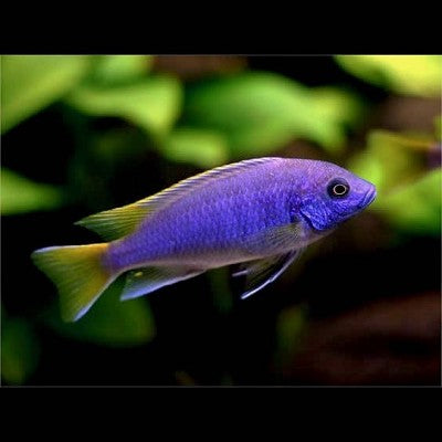 Pseudotropheus sp.acei 5-6 cm