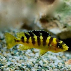 Pseudotropheus crabro 4-5 cm @