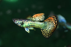 Gup Dumbo Ear Mosaic Man (POEC. RET. DUMBO EAR MOSAIC MALE M)