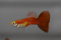 Gup Moscow Rood Man (POEC. RET. MOSCOW RED MALE M)