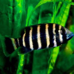 Tilapia buttikoferi 5-6 cm
