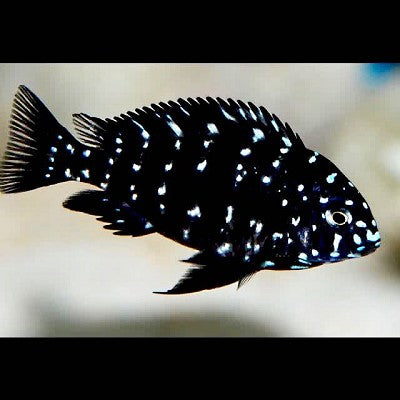 Tropheus duboisi S