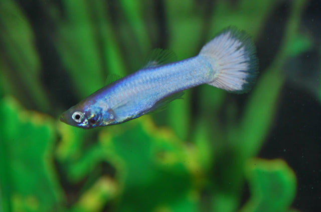 Gup Sneeuwwit Man (POEC. RET. SNOW WHITE MALE M)