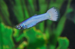 Gup Sneeuwwit Man (POEC. RET. SNOW WHITE MALE M)