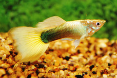Gup Tuxedo Geel Man (POEC. RET. TUXEDO YELLOW MALE M)